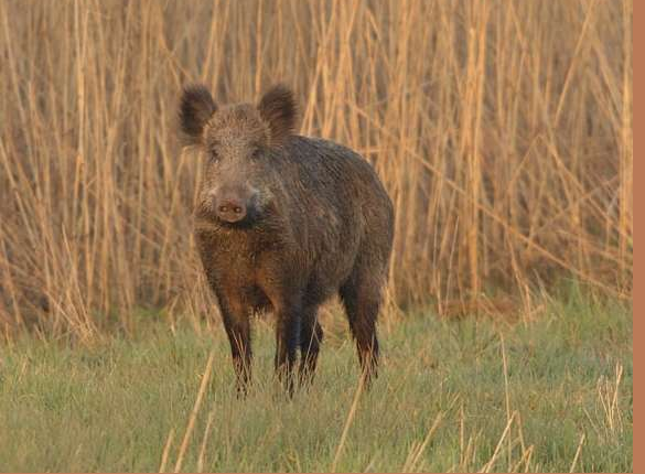 تجوال الخنزير البري في حي الرشاد