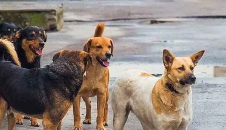 انتشار الكلاب الضالة يثير مخاوف سكان آوطاط الحاج