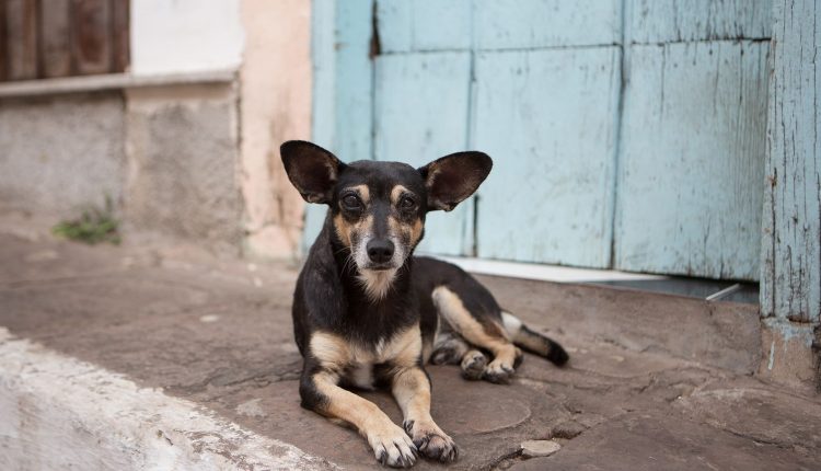 إستئنافية مراكش تحكم بتعويض الشخص ضحية الكلاب الضالة