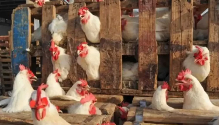 أسعار الدجاج