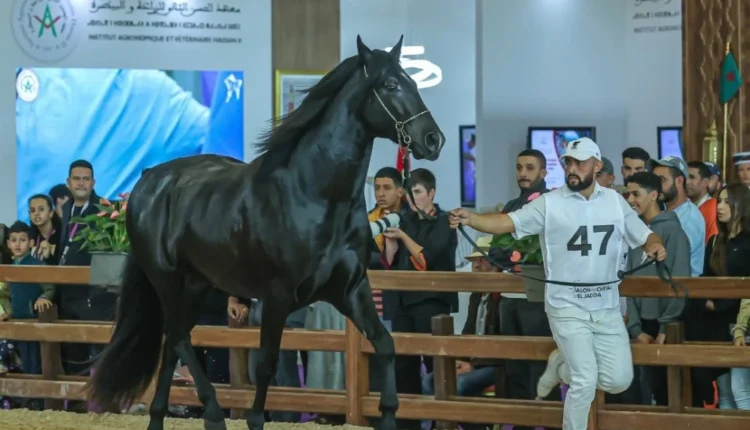 معرض الفرس بالجديدة: منصة للتميز والإبداع في عالم الفروسية