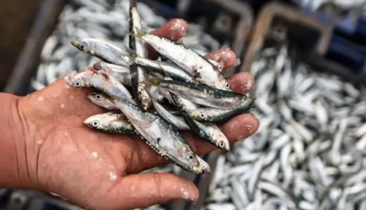 أسواق السمك تشهد زيادة ملحوظة في أسعار السردين