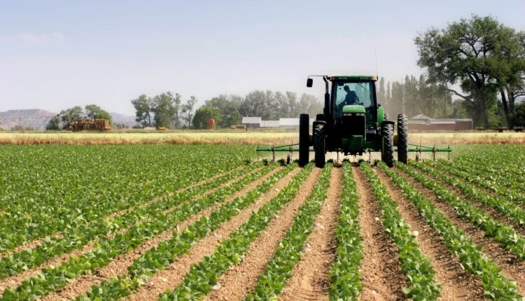 دعم الفلاحين خطوة نحو زيادة الإنتاج وخفض الأسعار لتعزيز الاقتصاد المحلي