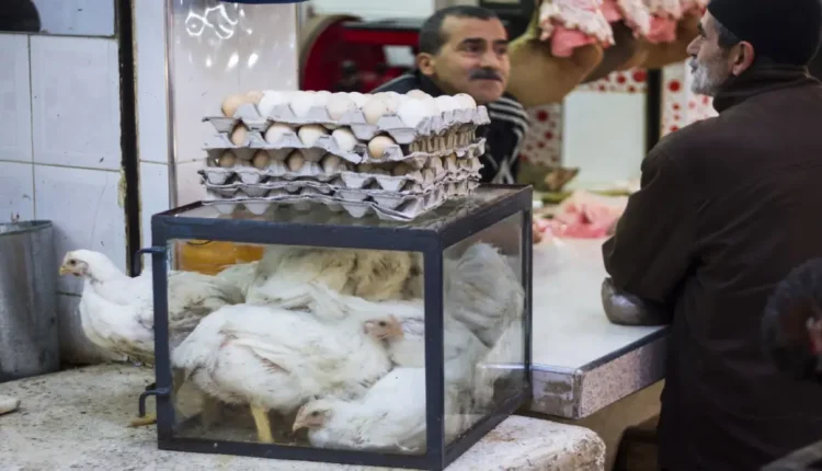 أسعار الدجاج تحافظ على استقرارها في الأسواق المغربية خلال شهر رمضان