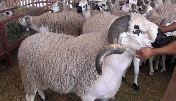 حجز 44 رأسا من الأغنام في ظروف غير صحية ببرشيد