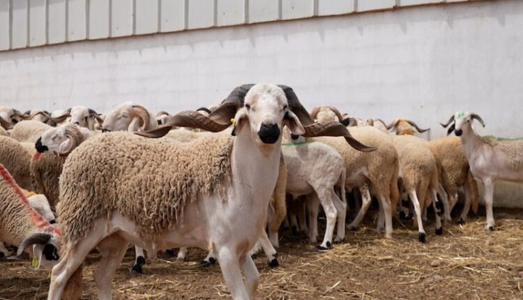 السلطات المغربية تتجند لمنع ذبح أضحية العيد