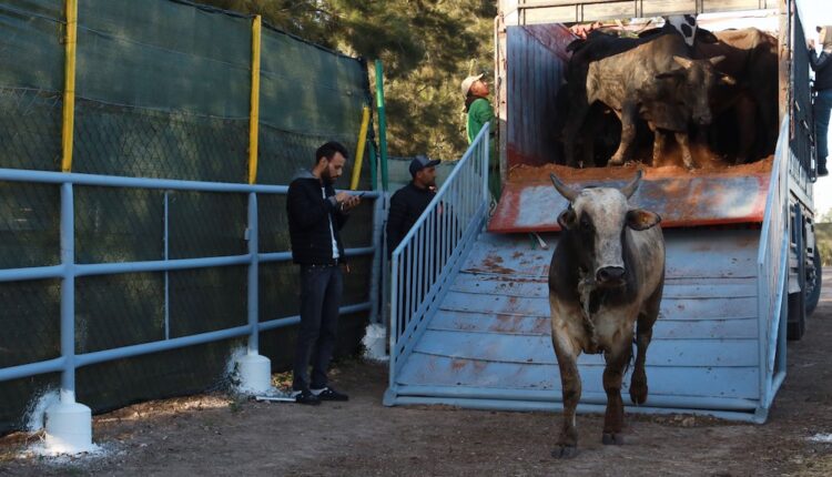 البرازيل تسجل توسع صادراتاها من الماشية الحية وتراهن على المغرب