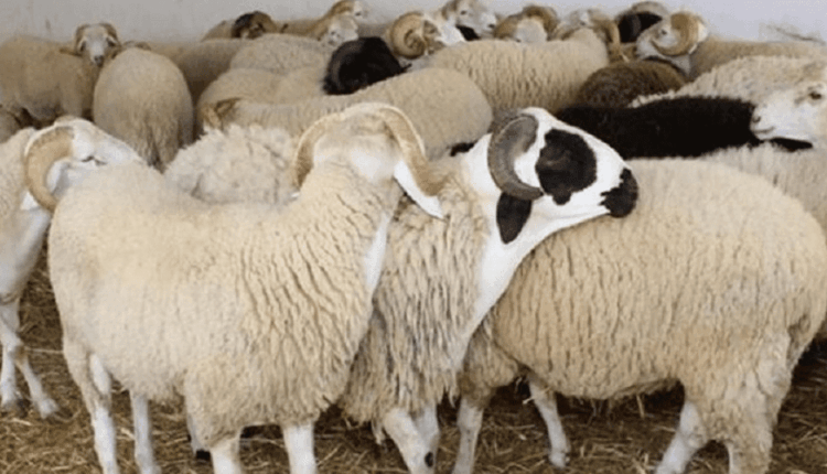 انعقاد اجتماع لبحث إعادة تكوين القطيع الوطني للماشية في المغرب