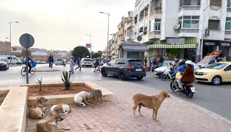 لمغرب يطلق برنامجا وطنيا لمكافحة الكلاب والقطط الضالة ب 214 مليون درهم