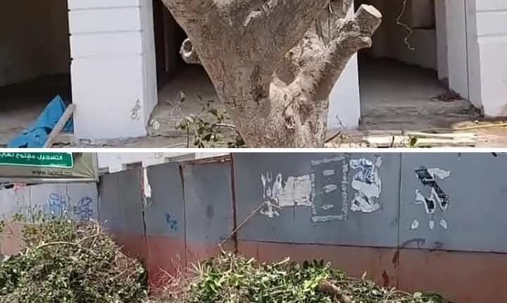 فاجعة بيئية بالجديدة اقتلاع أشجار معمرة بساحة الحنصالي ضرب للثرات الطبيعي للمدينة