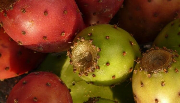 التين الشوكي يتحول من "فاكهة الفقراء" إلى سلعة فاخرة في المغرب