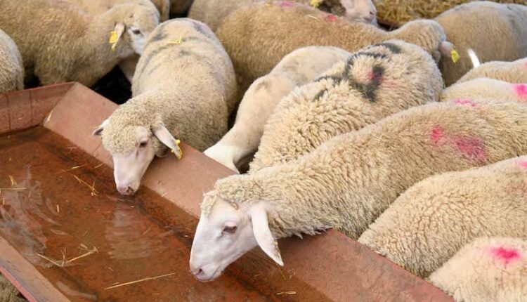 إحصاء القطيع الوطني 2025 يُسجِّل ارتفاعًا عامًّا في أعداد الماشية رغم تراجع قطيعي الأبقار والإبل