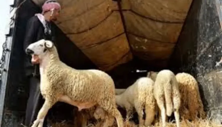 وزارة الفلاحة تؤكد ارتفاع عدد رؤوس الماشية في المغرب إلى أكثر من 32 مليون رأس