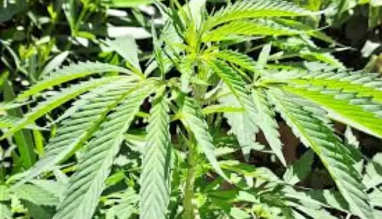 المغرب يبدأ تصدير أول شحنة من القنب الطبي المقنن إلى أستراليا ويعزز وجوده في السوق العالمية