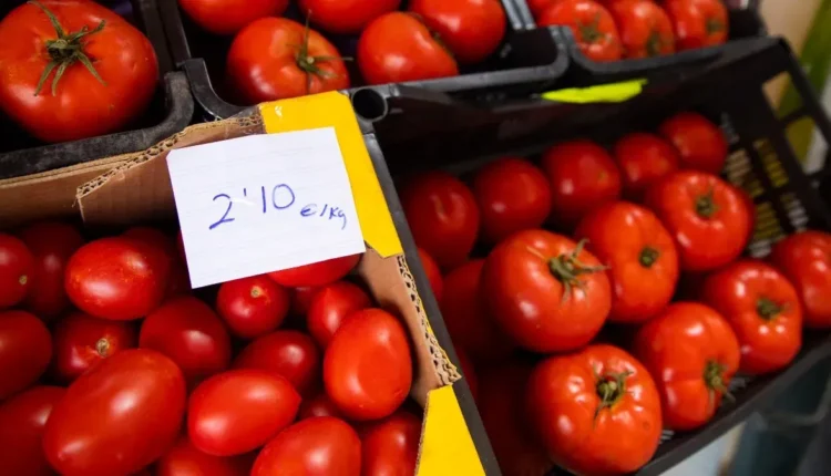 الطماطم المغربية تتفوق على إسبانيا في سوق الطماطم الأوروبي