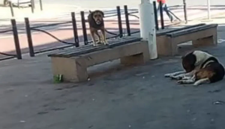 "الجديدة:إنتشار الكلاب الظالة والأزبال تثيران استياء السكان"